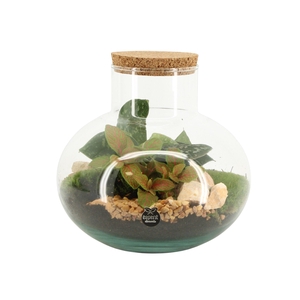 90705: Terrarium arrangement