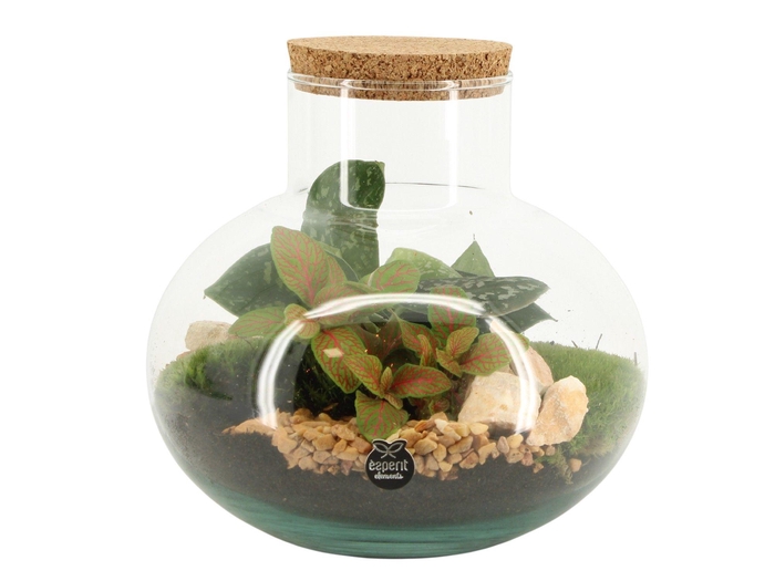 <h4>90705: Terrarium arrangement</h4>