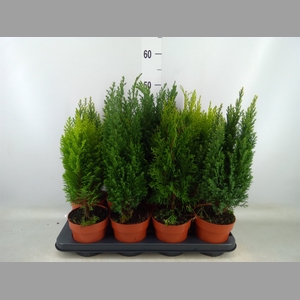 Conifers   ...mix