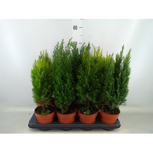 Conifers   ...mix