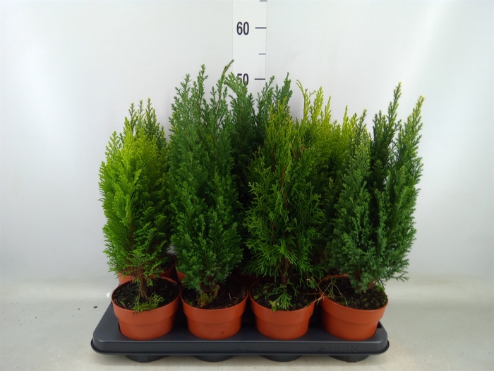 <h4>Conifers   ...mix</h4>