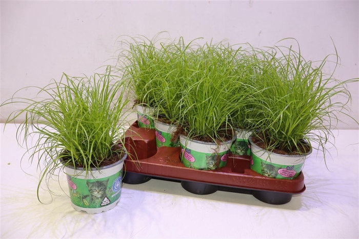 <h4>Cyper Alt Zumula</h4>