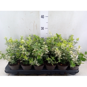 Euonymus fortunei 'Harlequin'
