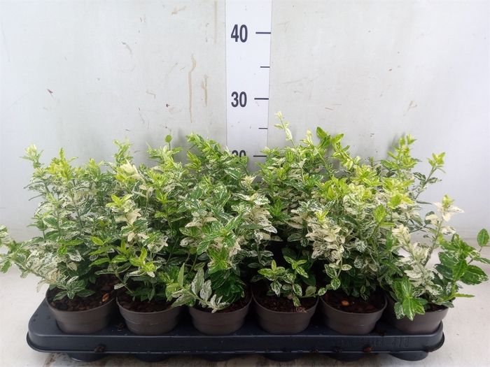 <h4>Euonymus fortunei 'Harlequin'</h4>