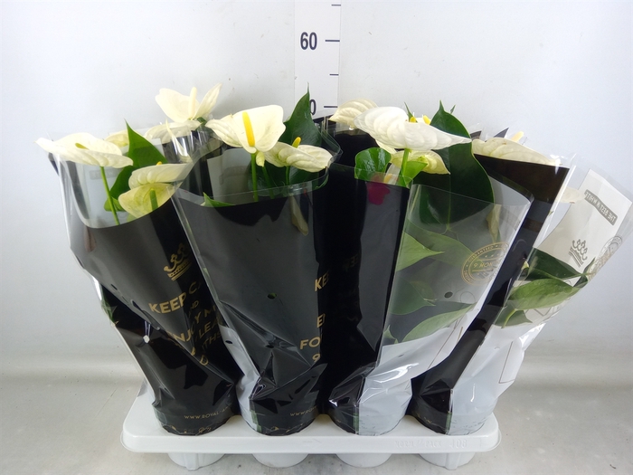 <h4>Anthurium andr. 'Alpine'</h4>