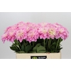 Dahlia Pink Pop