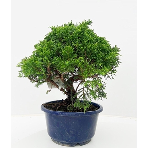 Juniperus chinensis, 16cm, in trainingpot