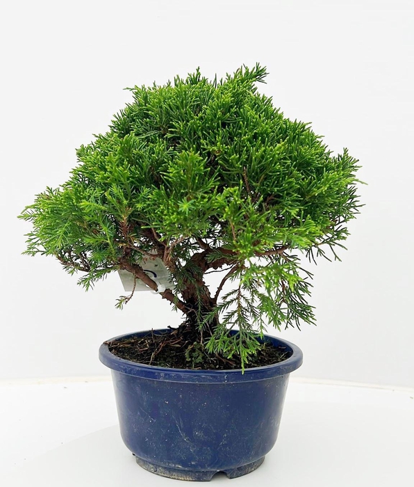 <h4>Juniperus chinensis, 16cm, in trainingpot</h4>