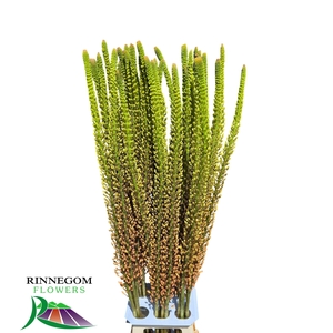 EREMURUS RUMBA