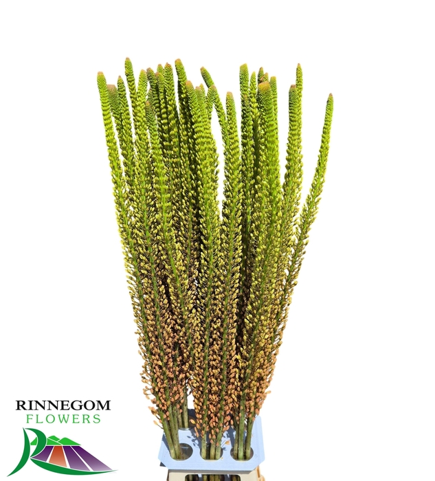 <h4>EREMURUS RUMBA</h4>