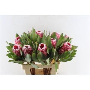 Protea Empress