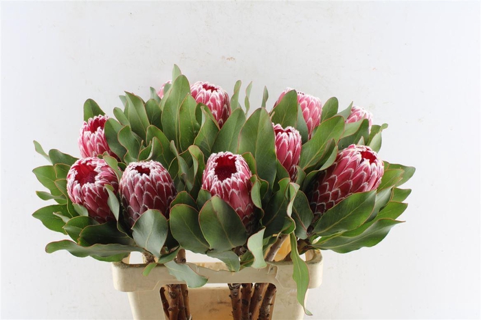 <h4>Protea Empress</h4>