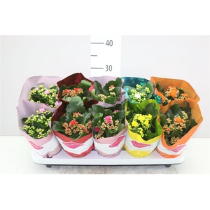Kalanchoe Calandiva Mix