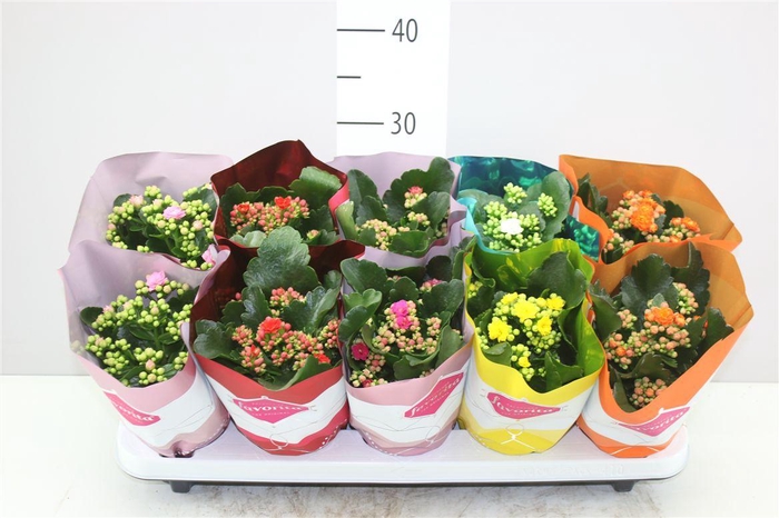 <h4>Kalanchoe Calandiva Mix</h4>