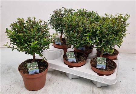 <h4>Myrtus Com</h4>