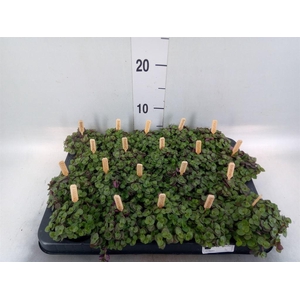 Callisia repens 'Turtle'