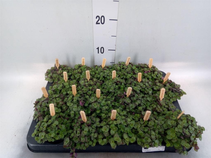 <h4>Callisia repens 'Turtle'</h4>