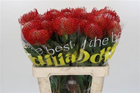 <h4>Leuco Ayoba Red</h4>