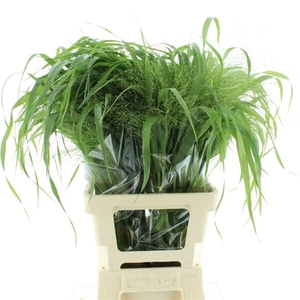 Panicum Fountain