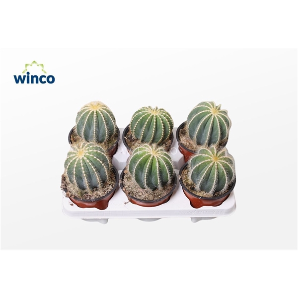 <h4>Notocactus Magnificus</h4>