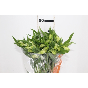 ALSTROEMERIA AKEMI 080 CM