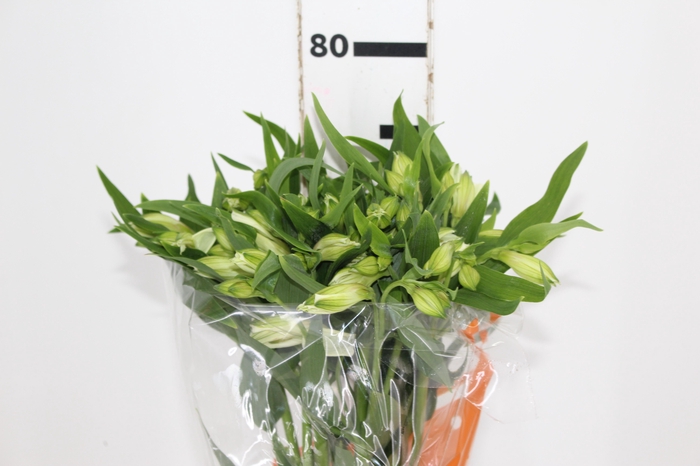 <h4>ALSTROEMERIA AKEMI 080 CM</h4>