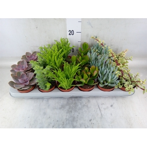 Succulents   ...mix 6