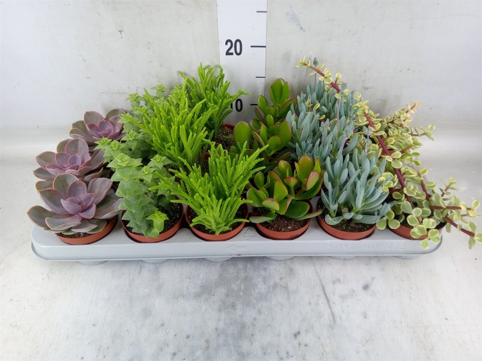 <h4>Succulents   ...mix 6</h4>