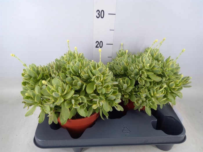 <h4>Crassula   ...</h4>