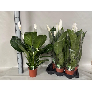 SPATH SWEET ISABELLA