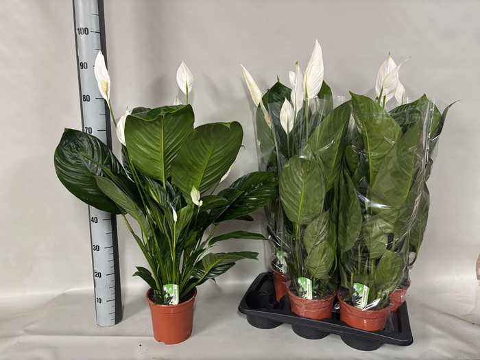 <h4>SPATH SWEET ISABELLA</h4>