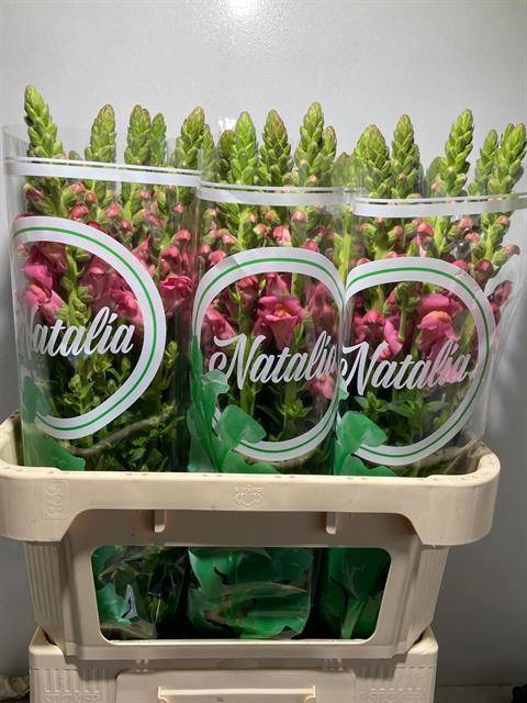 <h4>Antir Antibes Rose Natalia</h4>