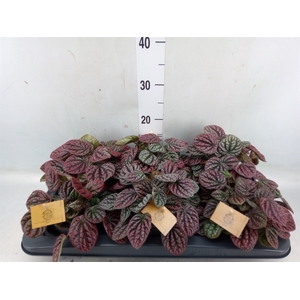 Peperomia