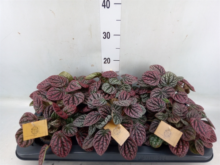 <h4>Peperomia</h4>