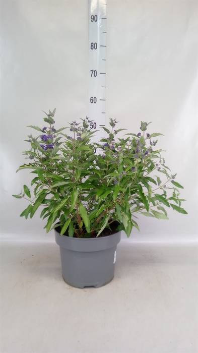 <h4>Caryopteris clandon.</h4>