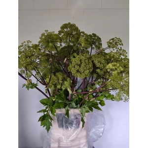 ANGELICA GIGAS