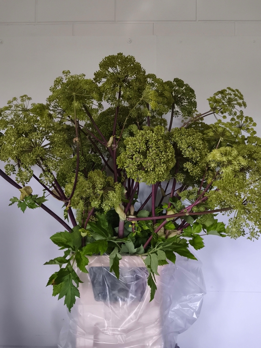 <h4>ANGELICA GIGAS</h4>