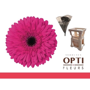 Gerbera Madeira Water