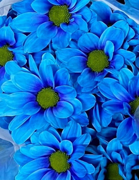 <h4>Chrysanthemum TR 'Kennedy' ..col H%</h4>