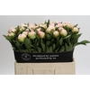 Paeonia Florence Nicholls