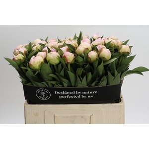 Paeonia Florence Nicholls