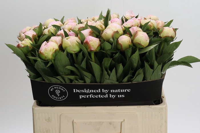 <h4>Paeonia Florence Nicholls</h4>