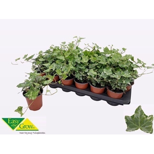 Hedera helix 'Harlekijn'