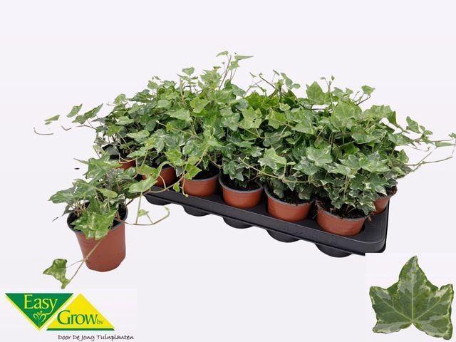 <h4>Hedera helix 'Harlekijn'</h4>