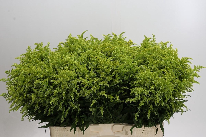 <h4>Solidago Tara Gold</h4>