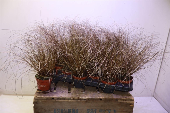 <h4>Care Co Bronze Form</h4>