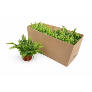 NEPHR EX GREEN MOMEN