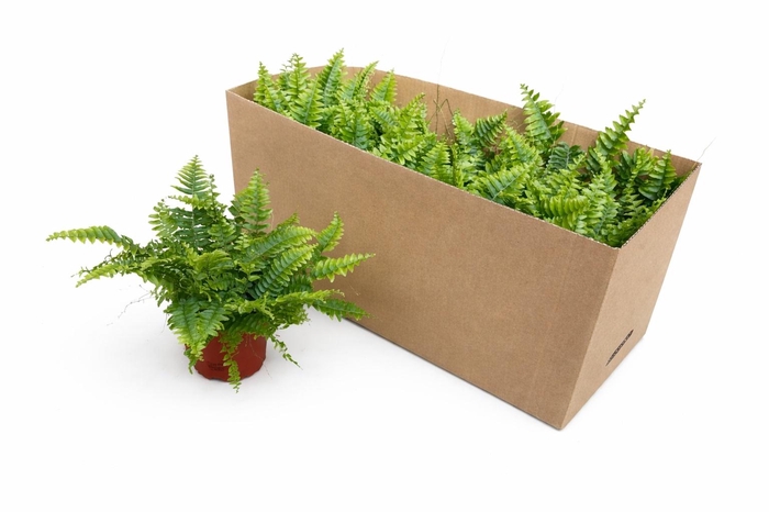 <h4>NEPHR EX GREEN MOMEN</h4>