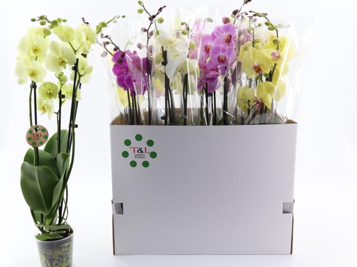 <h4>PHAL GEM 7 KL</h4>