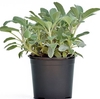 Salvia overig
